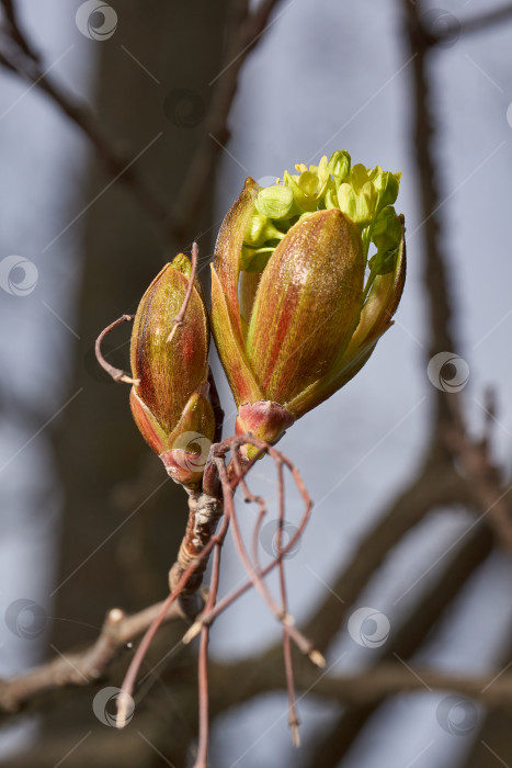 Скачать Распускаются цветочные почки остролистного клена (лат. Acer platanoides). фотосток Ozero