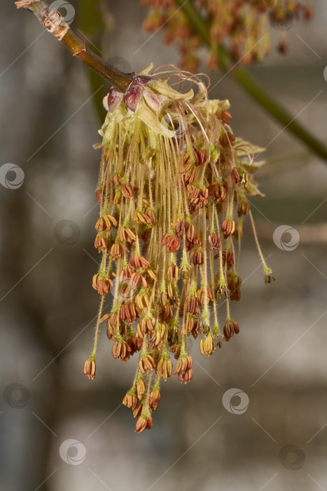 Скачать Цветет клен ясенелистный, или американский клен (лат. Acer negundo), соцветия распускаются. фотосток Ozero