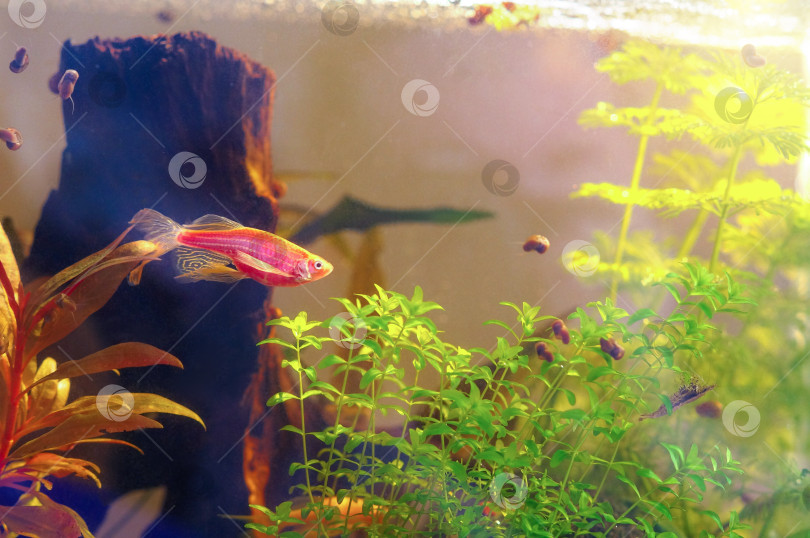 Скачать Аквариум с розовой рыбкой данио, креветками, улитками, водными растениями и декором фотосток Ozero