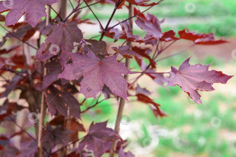 Скачать Красный клен карты Royal Red (Ройал Ред) фотосток Ozero