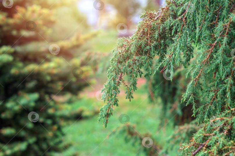 Скачать Зеленая ветка можжевельника обыкновенного Juniperus communis Horstmann - один из сильнодействующих растений фотосток Ozero
