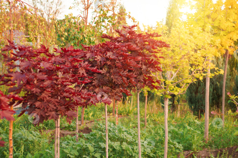 Скачать Красный клен Royal Red (Ройал Ред) в окружении друзей и деловых партнеров фотосток Ozero