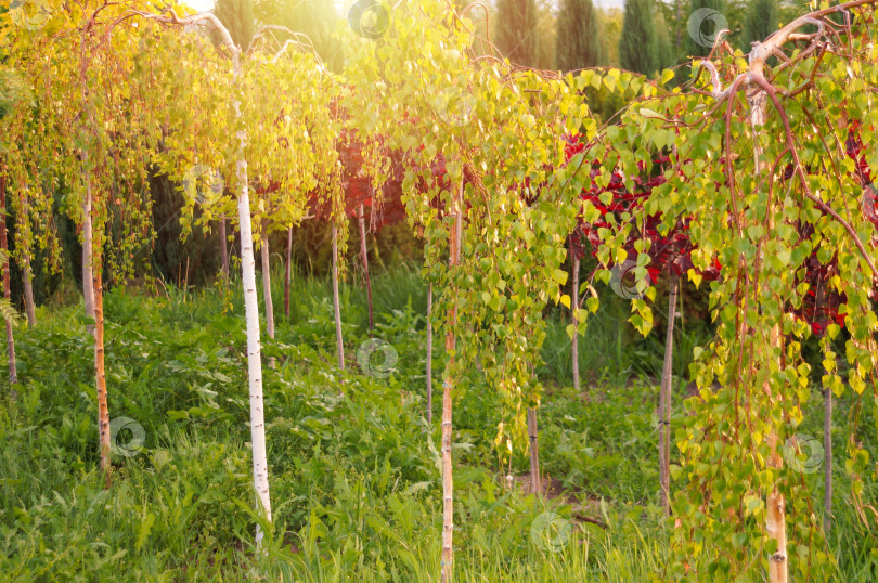 Скачать Саженцы гималайской берёзы с длинной пушистой прической зеленых листьев фотосток Ozero