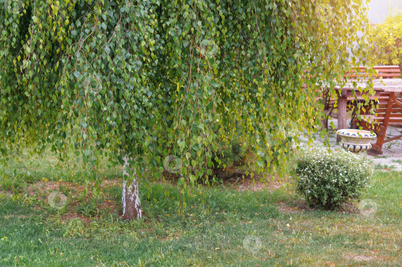 Скачать Гималайская береза с длинной пушистой прической зеленых листьев стоит рядом с местом отдыха в саду фотосток Ozero