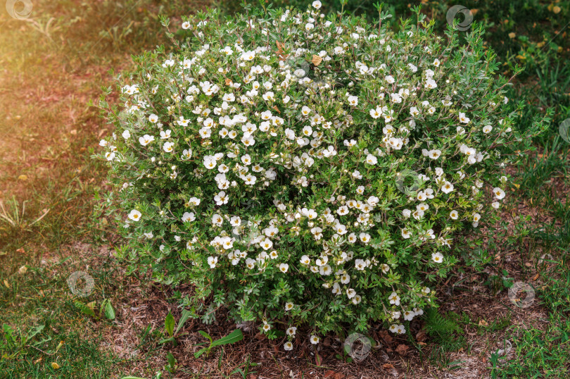 Скачать Лапчатка (Potentilla) в виде лепестков цветков фотосток Ozero
