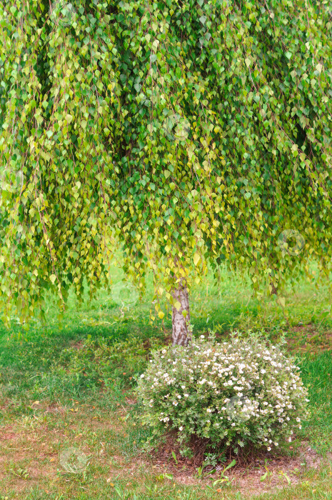 Скачать Гималайская берёзка с длинной пушистой прической зеленых листьев стоит рядом с цветущей белой лапчаткой фотосток Ozero