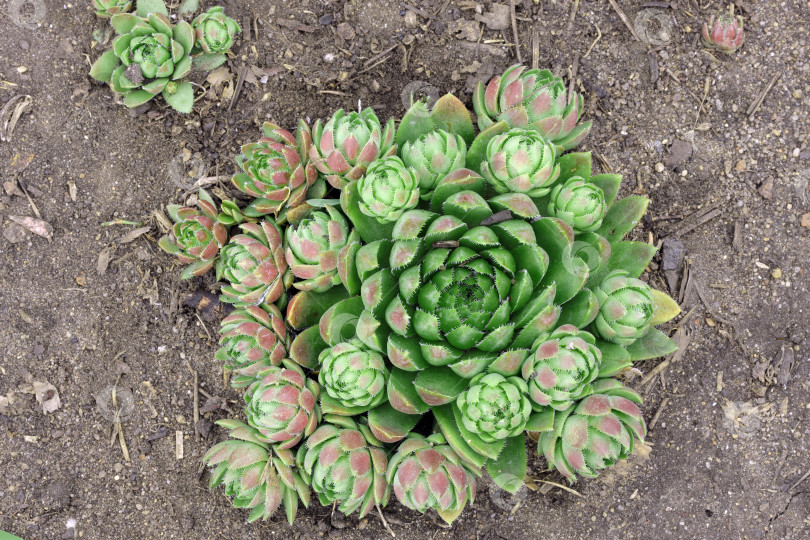 Скачать каменная роза (лат. Sempervivum) зеленая с красным оттенком растет на супесчаной почве фотосток Ozero