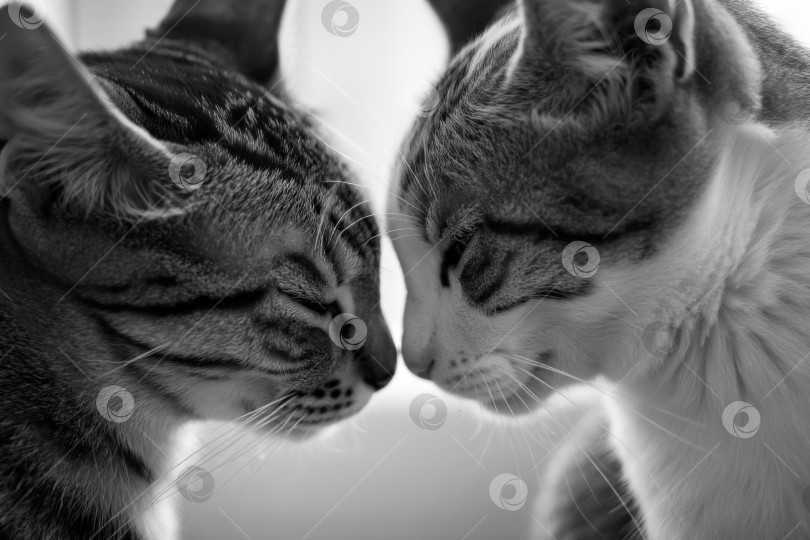 Скачать Две кошки смотрят друг на друга фотосток Ozero