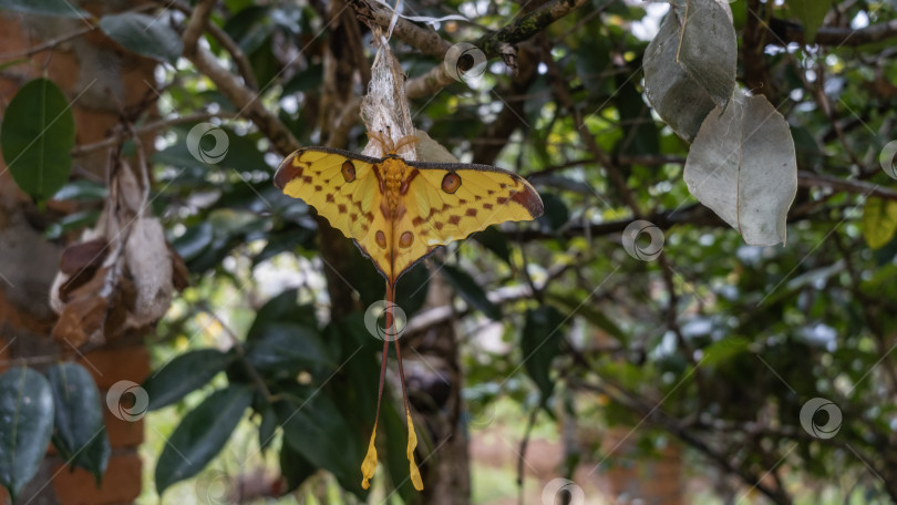 Скачать Красивая экзотическая бабочка Argema mittrei comet moth на ветке дерева. фотосток Ozero