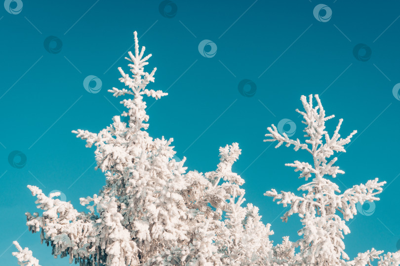 Скачать Фон с заснеженными еловыми ветвями. фотосток Ozero