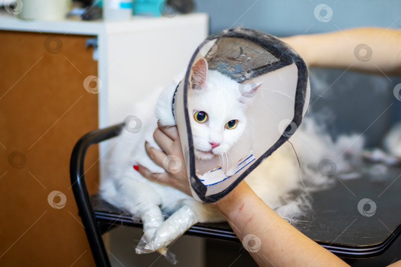 Скачать Пушистый белый кот с конусом на голове для выздоровления фотосток Ozero