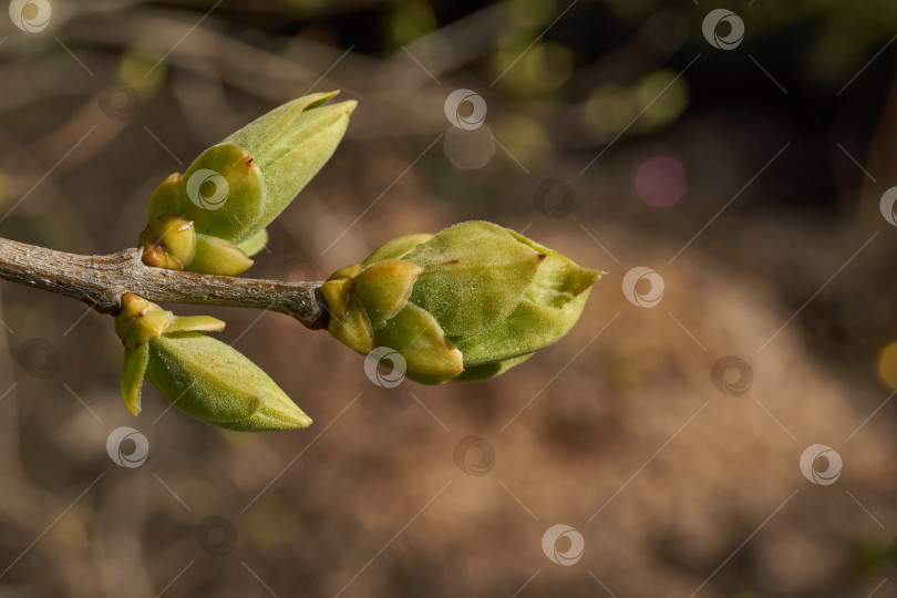 Скачать Распускаются бутоны сирени. Бутоны сирени (лат. Syringa vulgaris) в лучах весеннего солнца. фотосток Ozero