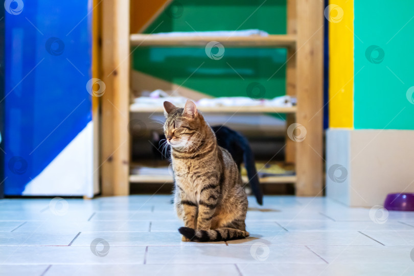 Скачать Кошка спокойно сидит на кафельном полу и смотрит прямо в камеру фотосток Ozero