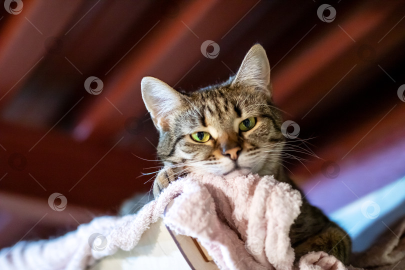 Скачать Кошка лежит на мягком одеяле, очарованно глядя в камеру фотосток Ozero