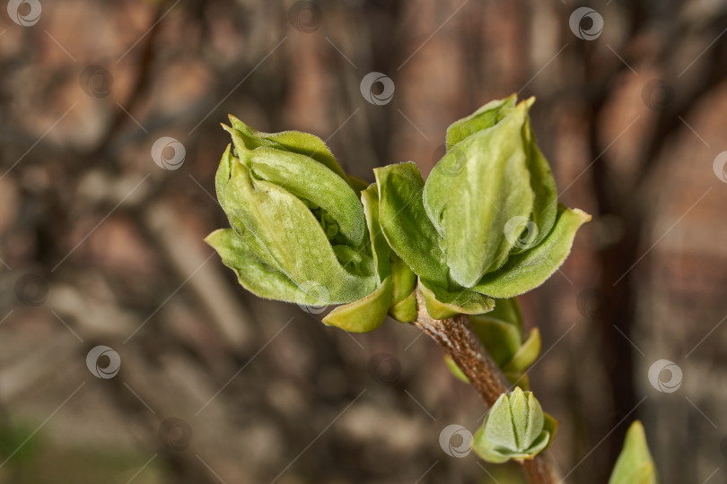 Скачать Распускаются бутоны сирени. Бутоны сирени (лат. Syringa vulgaris) в лучах весеннего солнца. фотосток Ozero