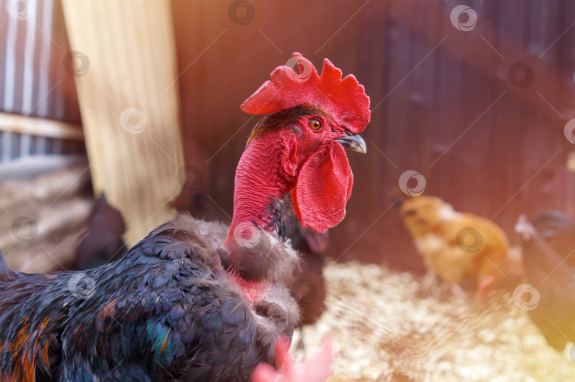Скачать Петух Голошейка - Голошейная порода кур фотосток Ozero