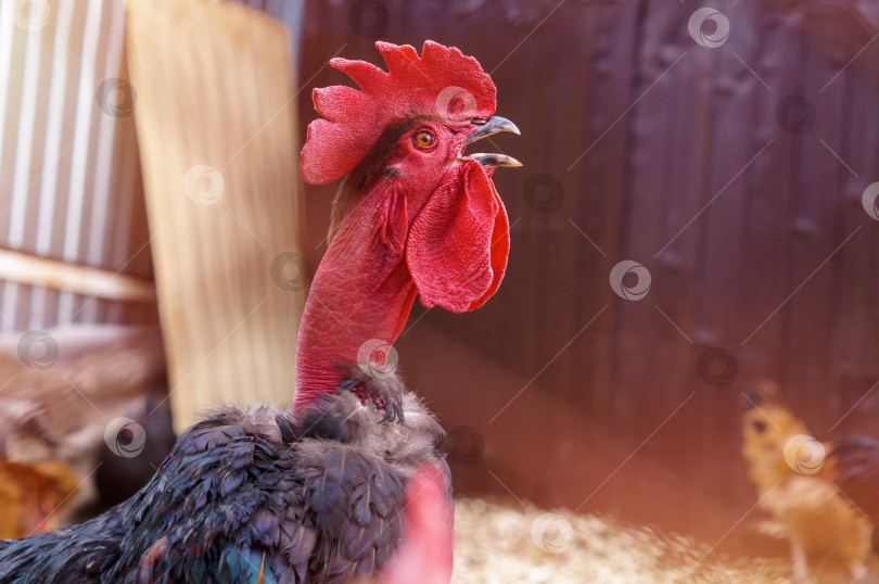 Скачать Необычный петух Голошейка кукарекает - Голошейная порода кур фотосток Ozero
