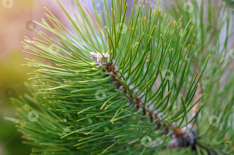 Скачать Густая пушистая ветка с сосновыми иголками крупным планом фотосток Ozero