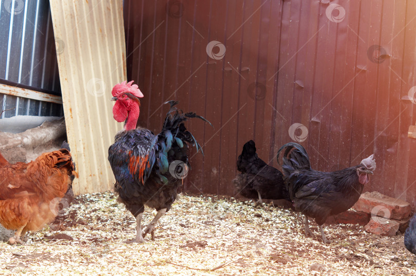 Скачать Петух Голошейной породы гуляет в окружении других кур и петуха породы Ухейилюй фотосток Ozero
