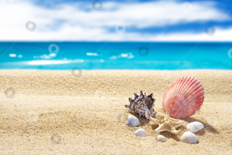 Скачать Морской пляж, бирюзовая вода, ракушки и морские звезды на фоне желтого песка. Фон размыт. Тема отдыха и туризма. фотосток Ozero