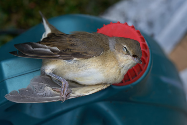 [object Object] undefined