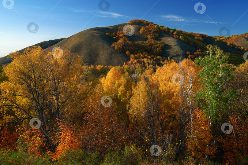 Скачать Осень в горном лесу. Яркие краски. Деревья на фоне холма. фотосток Ozero