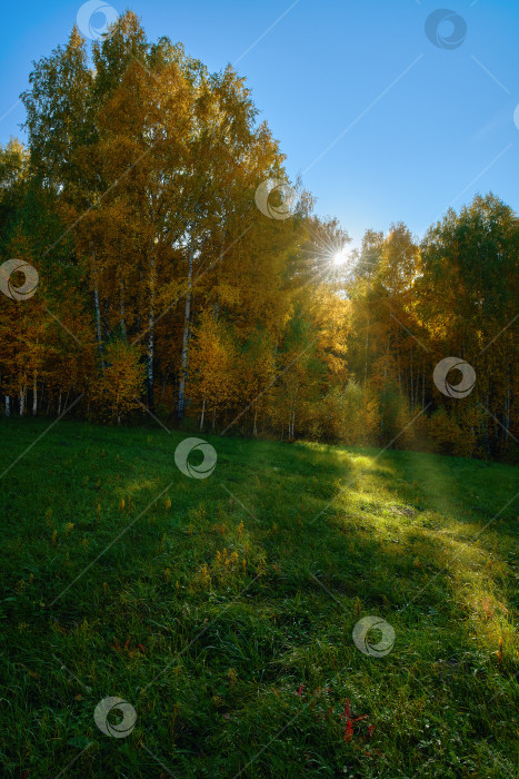 Скачать Осенний лес. Теплые лучи солнца. Зеленая трава. фотосток Ozero