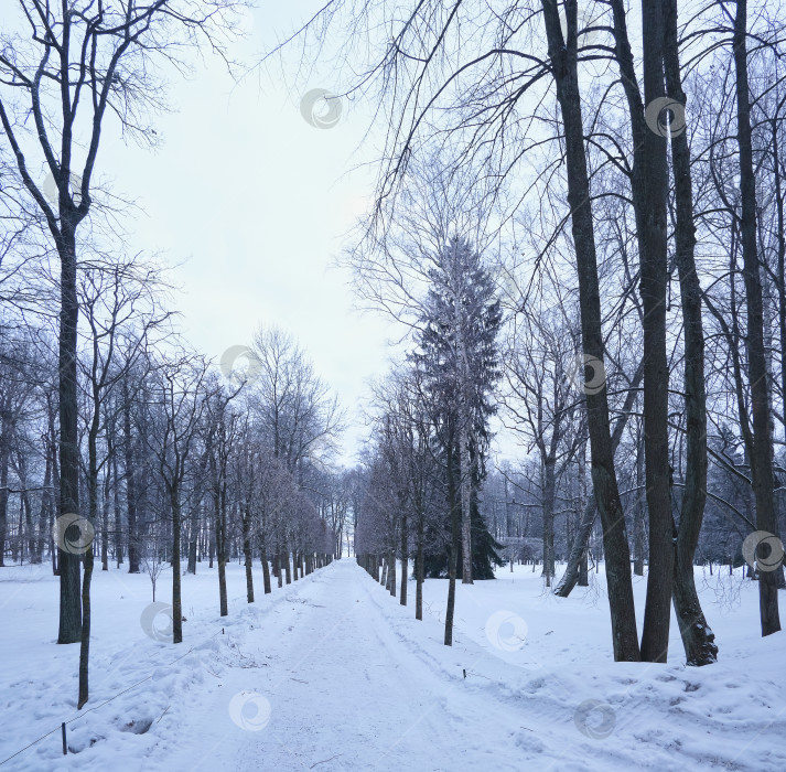 Скачать Заснеженная аллея в старом парке зимой фотосток Ozero