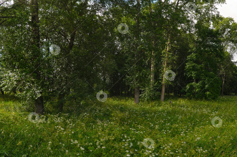 Скачать Летний пейзаж с голубым небом и зеленой поляной на опушке леса фотосток Ozero