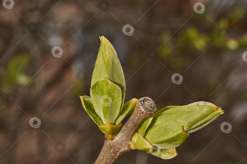 Скачать Распускаются бутоны сирени. Бутоны сирени (лат. Syringa vulgaris) в лучах весеннего солнца. фотосток Ozero