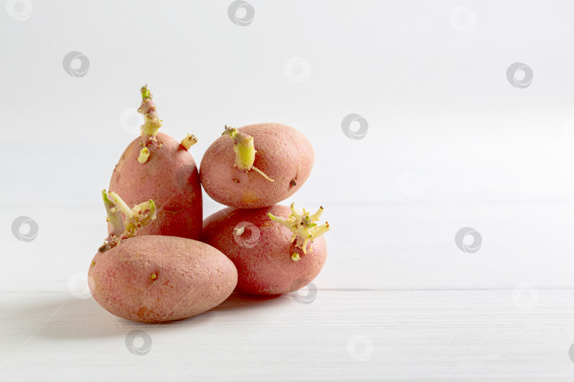 Скачать Пророщенные клубни картофеля для посадки. фотосток Ozero