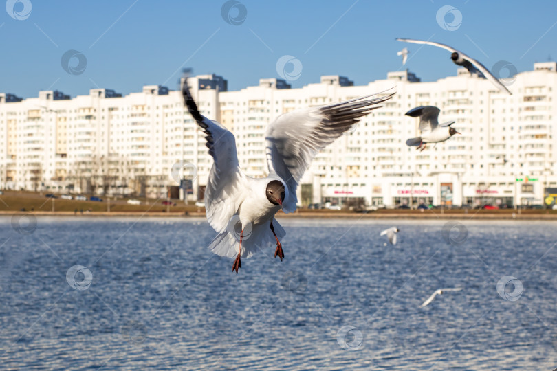 Скачать Несколько чаек грациозно парят над большим водоемом фотосток Ozero