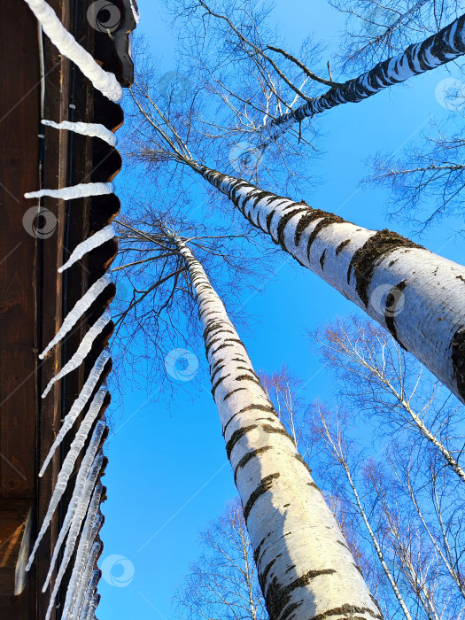 Скачать Сосульки и березы фотосток Ozero