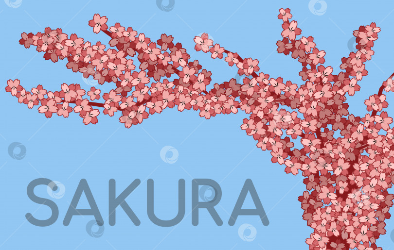 Скачать Ветви сакуры на синем фоне. Маленькие розовые цветочки. Цветущая японская вишня. Сообщение Сакуры. Весна в Японии. Лепестки фотосток Ozero