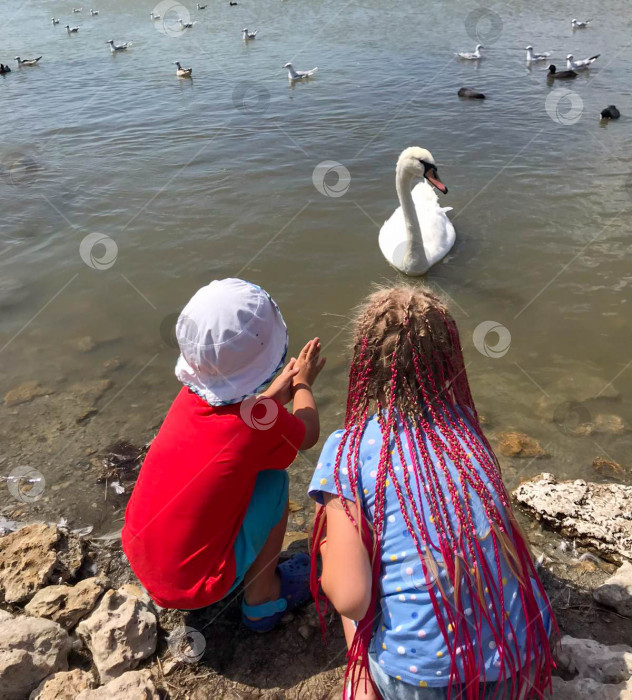 Скачать Маленькие дети садятся на корточки и смотрят на белого лебедя, плавающего по озеру. фотосток Ozero