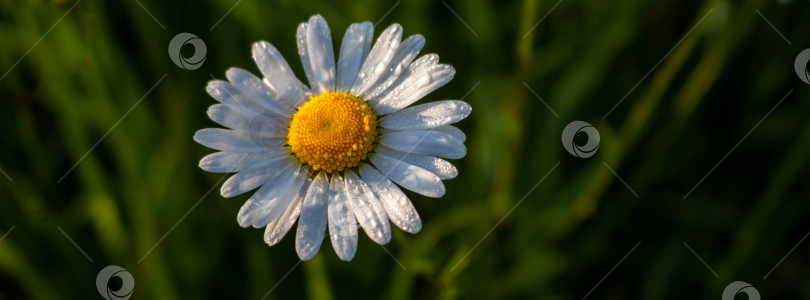 Скачать Один белый цветок ромашки, выделенный на фоне зеленой травы. Вид сверху. Пространство для текста фотосток Ozero