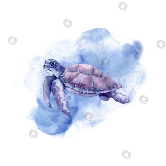 Скачать Акварельная иллюстрация морской черепахи. фотосток Ozero