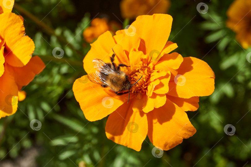 Скачать Шмель (лат. Bombus) собирает пыльцу и нектар с цветков календулы. фотосток Ozero