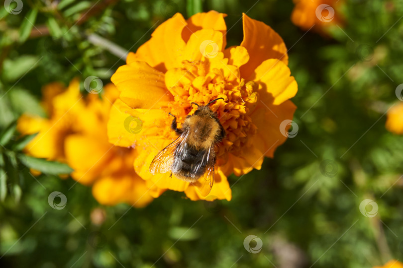 Скачать Шмель (лат. Bombus) собирает пыльцу и нектар с цветков календулы. фотосток Ozero