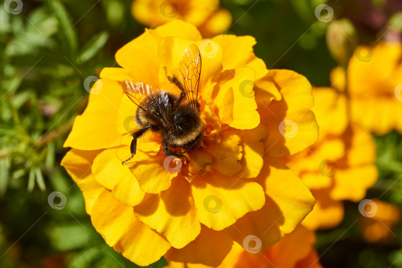Скачать Шмель (лат. Bombus) собирает пыльцу и нектар с цветков календулы. фотосток Ozero