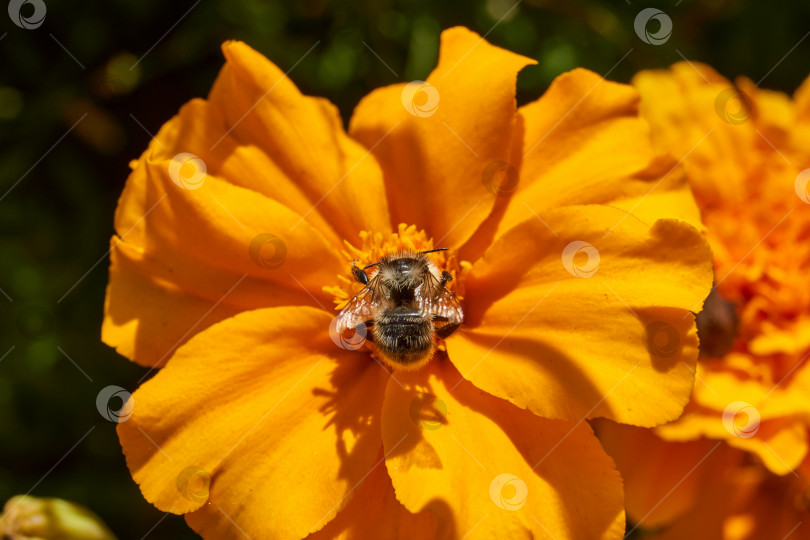 Скачать Шмель (лат. Bombus) собирает пыльцу и нектар с цветков календулы. фотосток Ozero