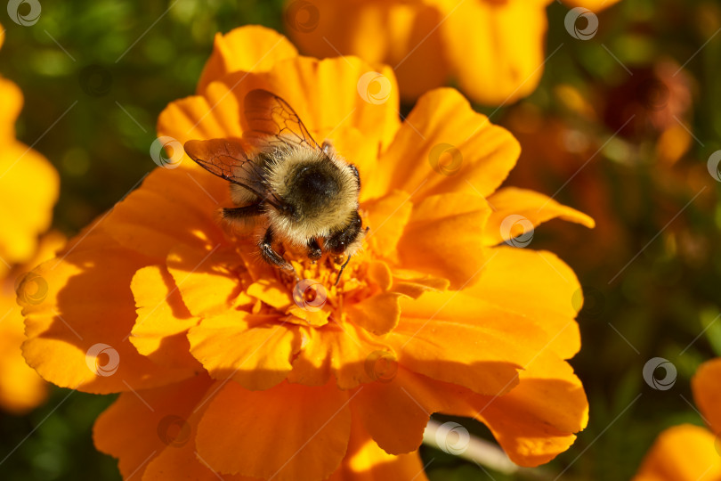 Скачать Шмель (лат. Bombus) собирает пыльцу и нектар с цветков календулы. фотосток Ozero