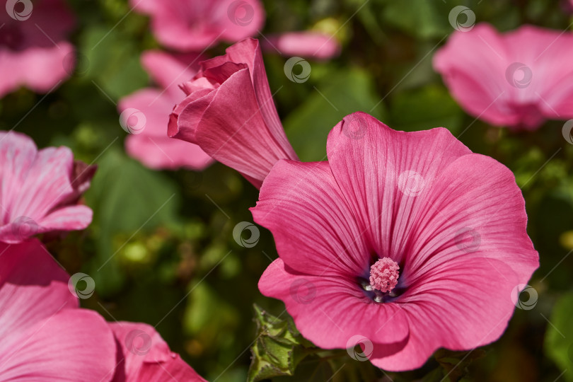 Скачать Лаватера (лат. Lavatera) цветет на лужайке в саду. фотосток Ozero