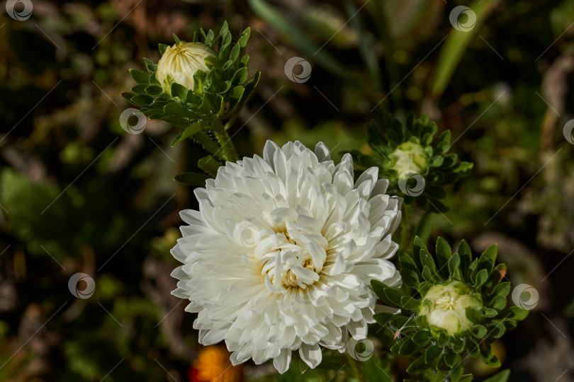 Скачать Садовая астра (лат. Callistephus chinensis) цветет в саду. фотосток Ozero