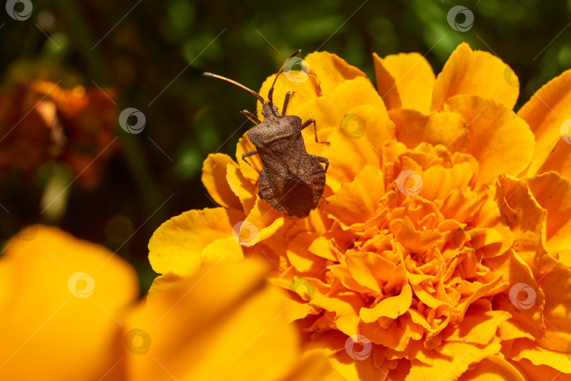 Скачать Клоп Coreus marginatus ползает по цветкам бархатцев. фотосток Ozero