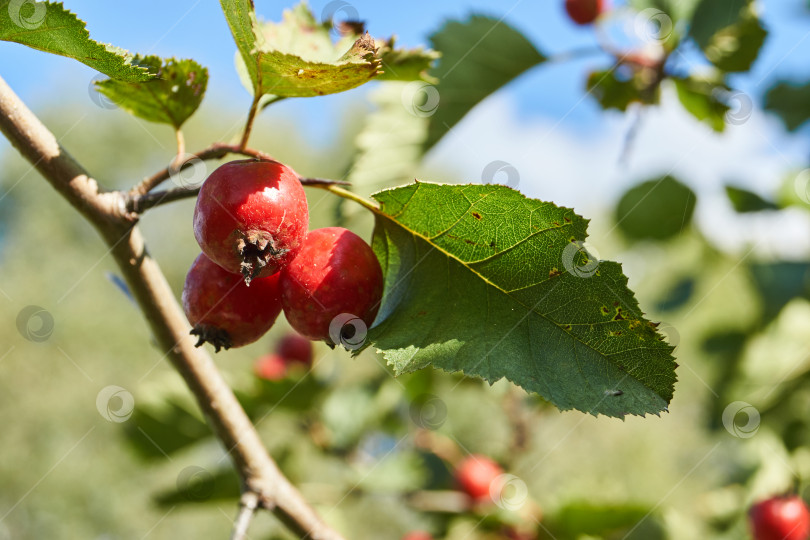 Скачать Плоды боярышника (лат. Crataegus) – маленькие яблоки, созревшие на садовом участке. фотосток Ozero