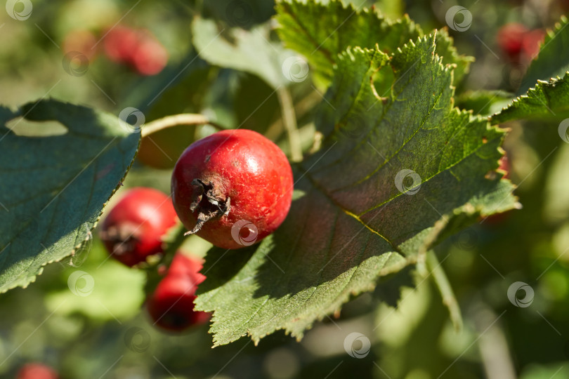 Скачать Плоды боярышника (лат. Crataegus) – маленькие яблоки, созревшие на садовом участке. фотосток Ozero