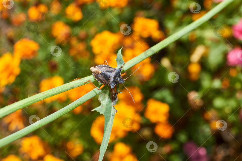 Скачать Клоп красноногий (лат. Pentatoma rufipes) ползает по растениям в саду. фотосток Ozero