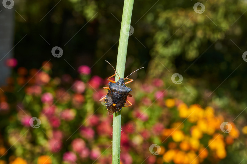 Скачать Клоп красноногий (лат. Pentatoma rufipes) ползает по растениям в саду. фотосток Ozero