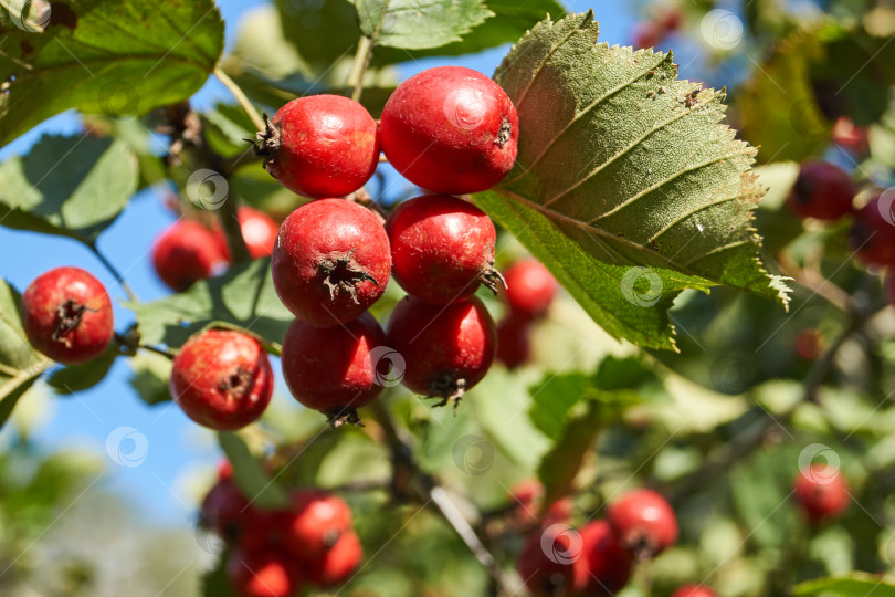 Скачать Плоды боярышника (лат. Crataegus) – маленькие яблоки, созревшие на садовом участке. фотосток Ozero